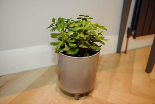 Money plant